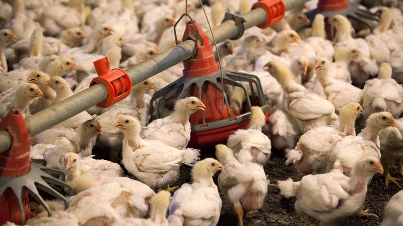 China approves imports of all poultry, poultry products from U.S.