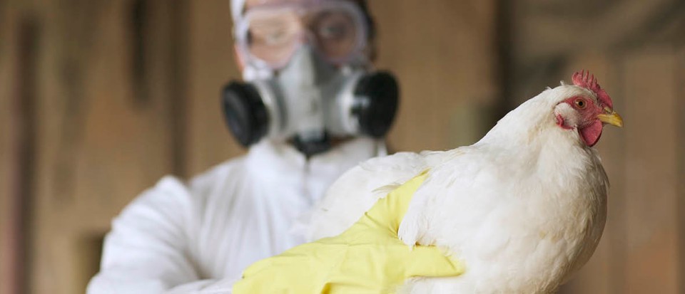 After Thane, bird flu now detected at poultry farm in neighbouring Palghar