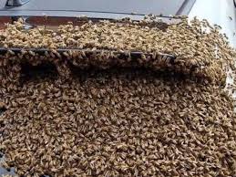 Honeybee Swarm Thrives After Relocation to City Farm