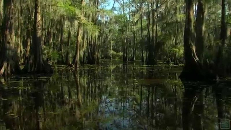 Caddo Lake | Official Teaser | Max