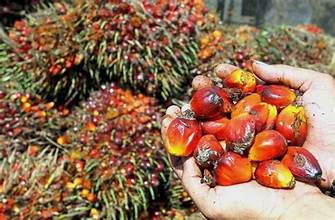 Palm Oil Futures Surge Amid Rising Soyoil Prices and Shrinking Stockpiles